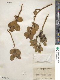 Phoradendron leucocarpum image