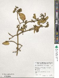 Phoradendron leucocarpum image