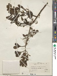 Phoradendron leucocarpum subsp. leucocarpum image