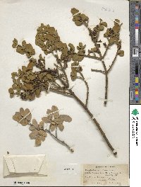 Phoradendron leucocarpum subsp. leucocarpum image