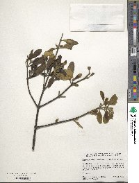 Phoradendron leucocarpum image