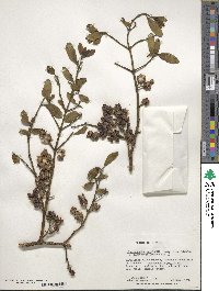 Phoradendron leucocarpum subsp. leucocarpum image