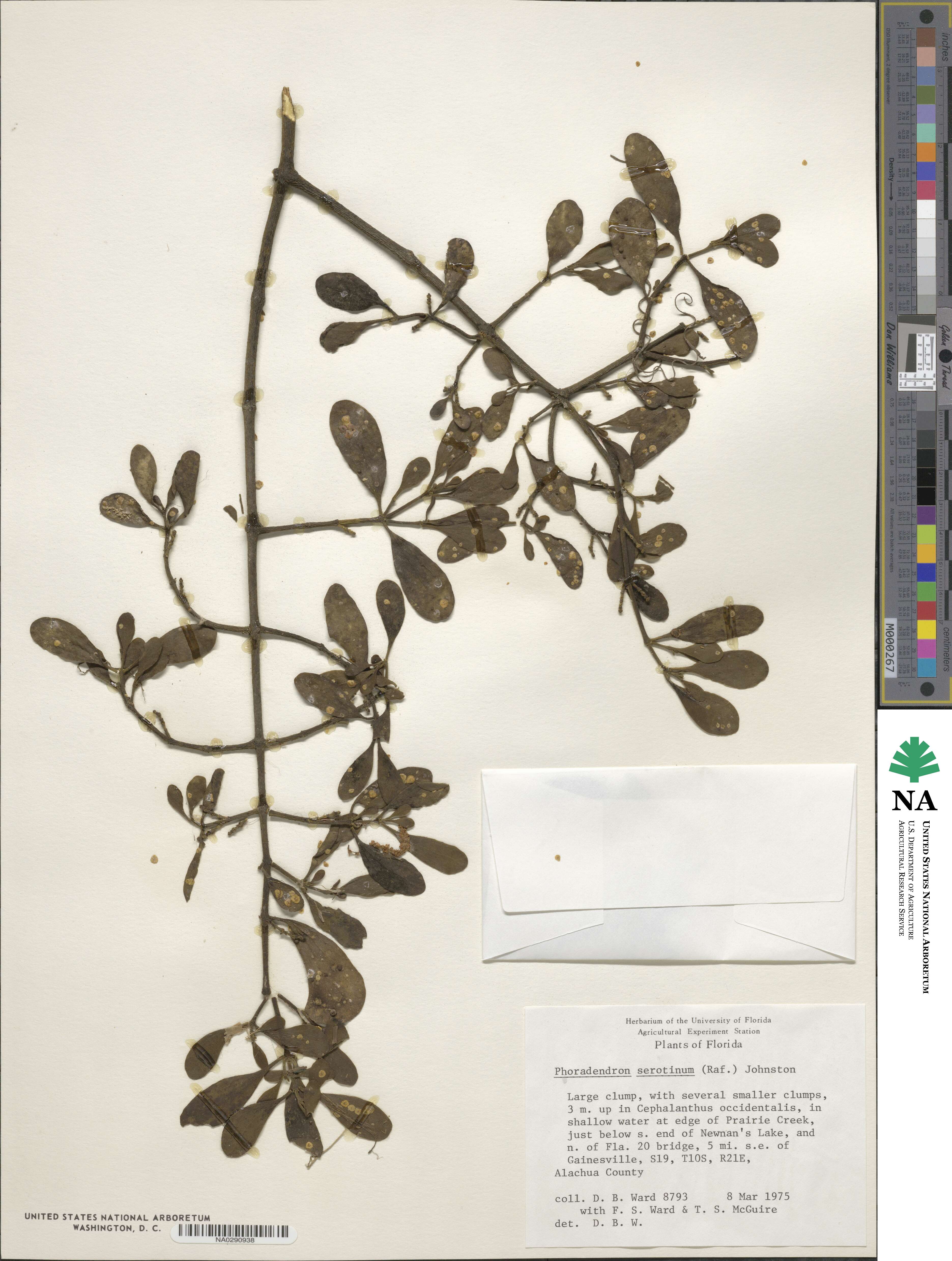 Phoradendron leucocarpum subsp. leucocarpum image