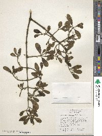 Phoradendron leucocarpum image