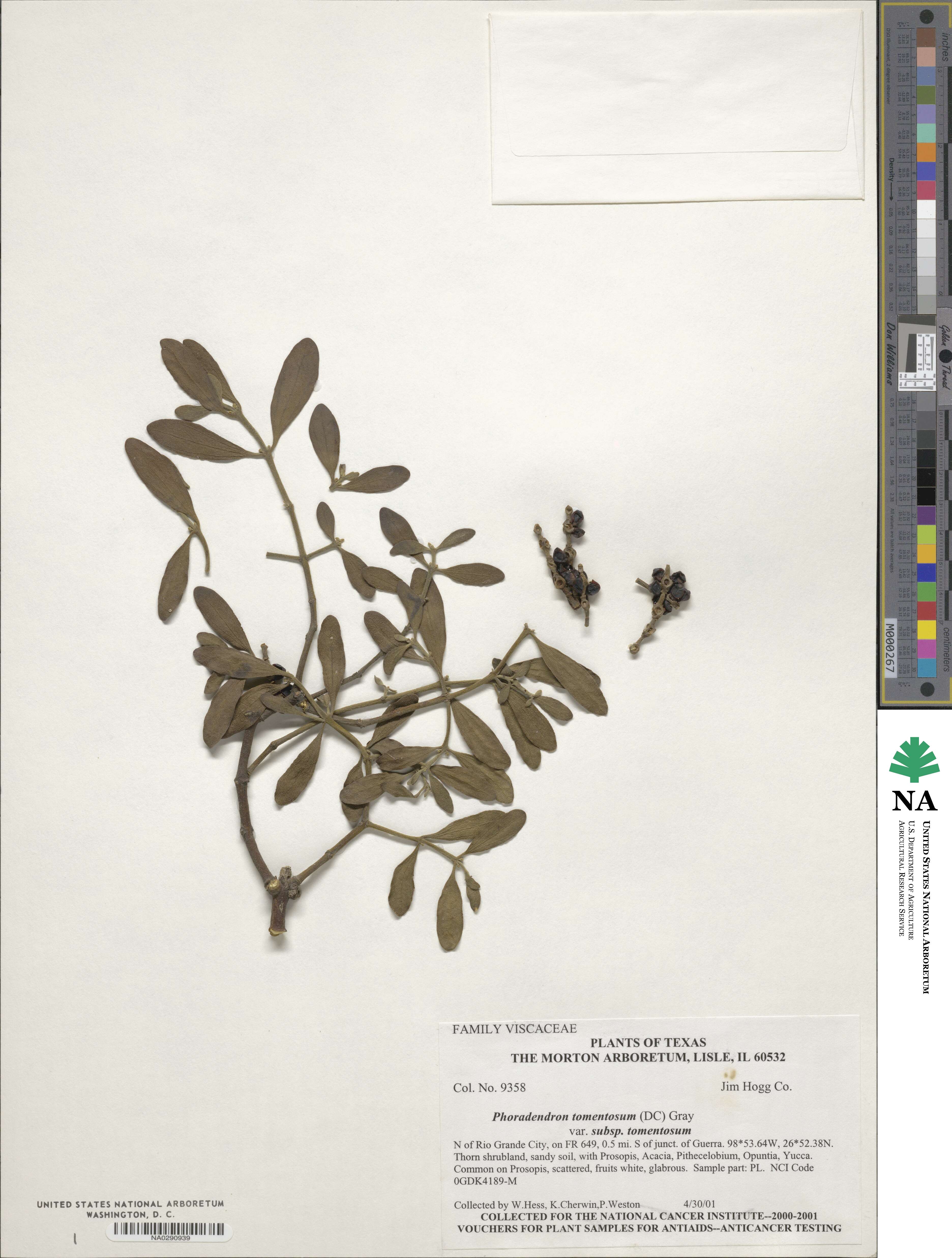 Phoradendron leucocarpum subsp. tomentosum image