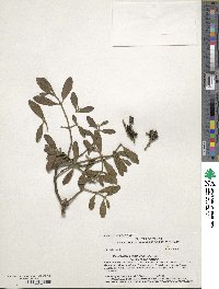 Phoradendron leucocarpum subsp. tomentosum image