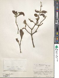 Phoradendron leucocarpum subsp. tomentosum image