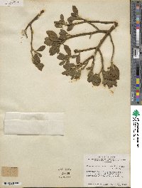 Phoradendron leucocarpum subsp. tomentosum image