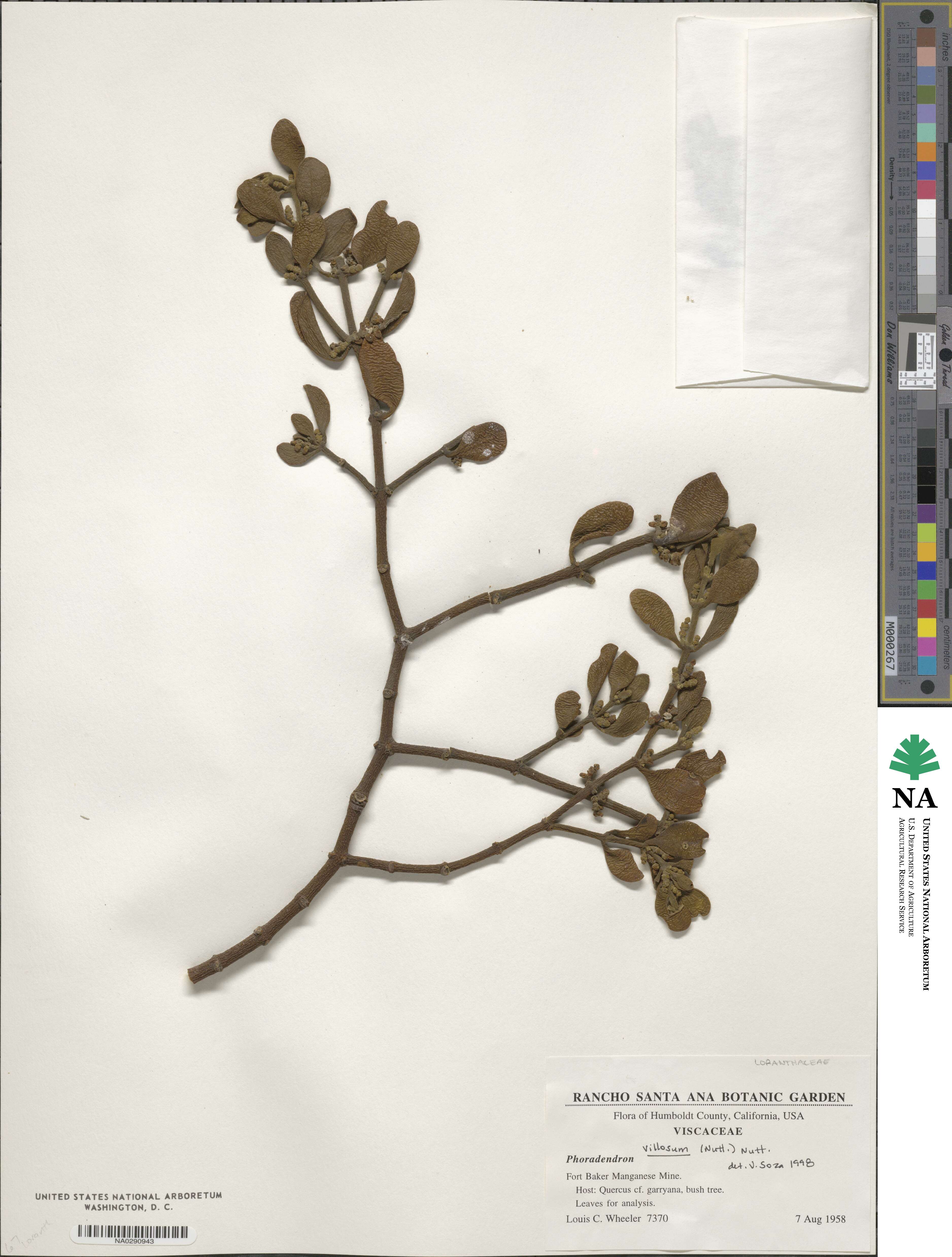 Phoradendron leucocarpum subsp. tomentosum image