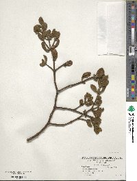 Phoradendron leucocarpum image