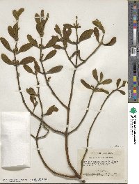 Phoradendron leucocarpum image