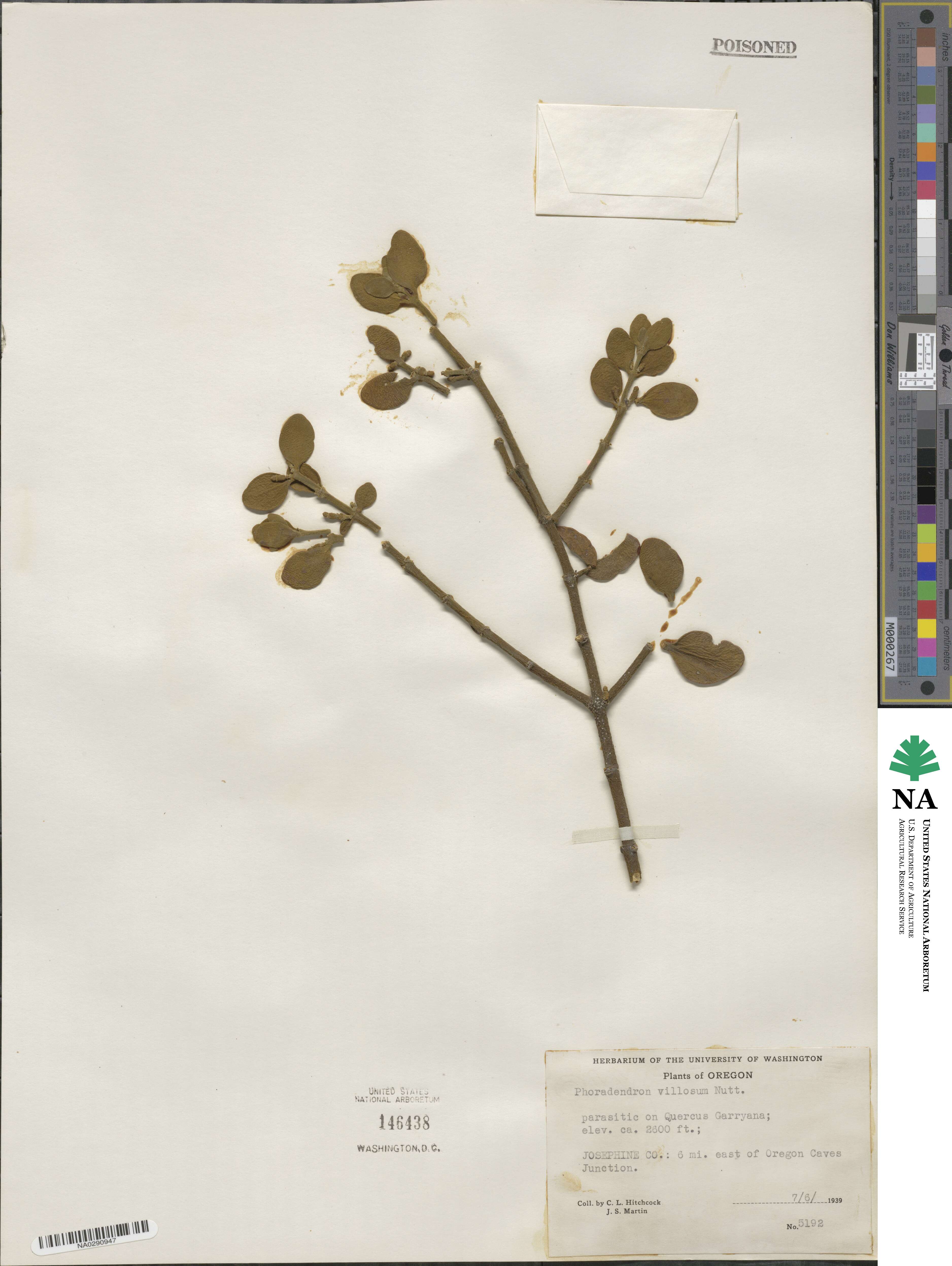 Phoradendron leucocarpum subsp. tomentosum image