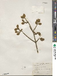 Phoradendron leucocarpum image