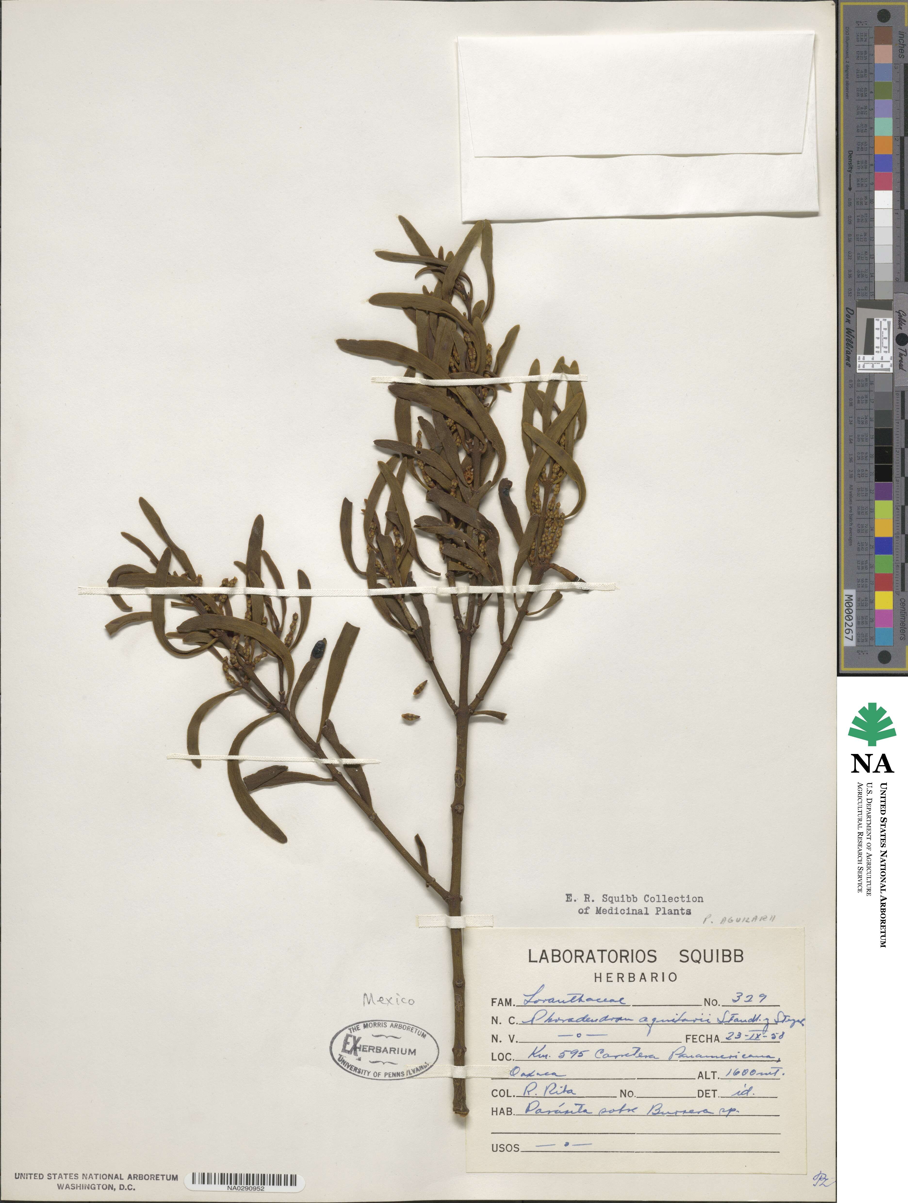 Phoradendron aguilarii image