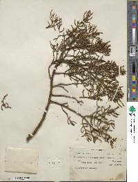 Phoradendron bolleanum image