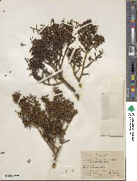 Phoradendron bolleanum image