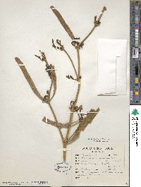 Phoradendron carneum image