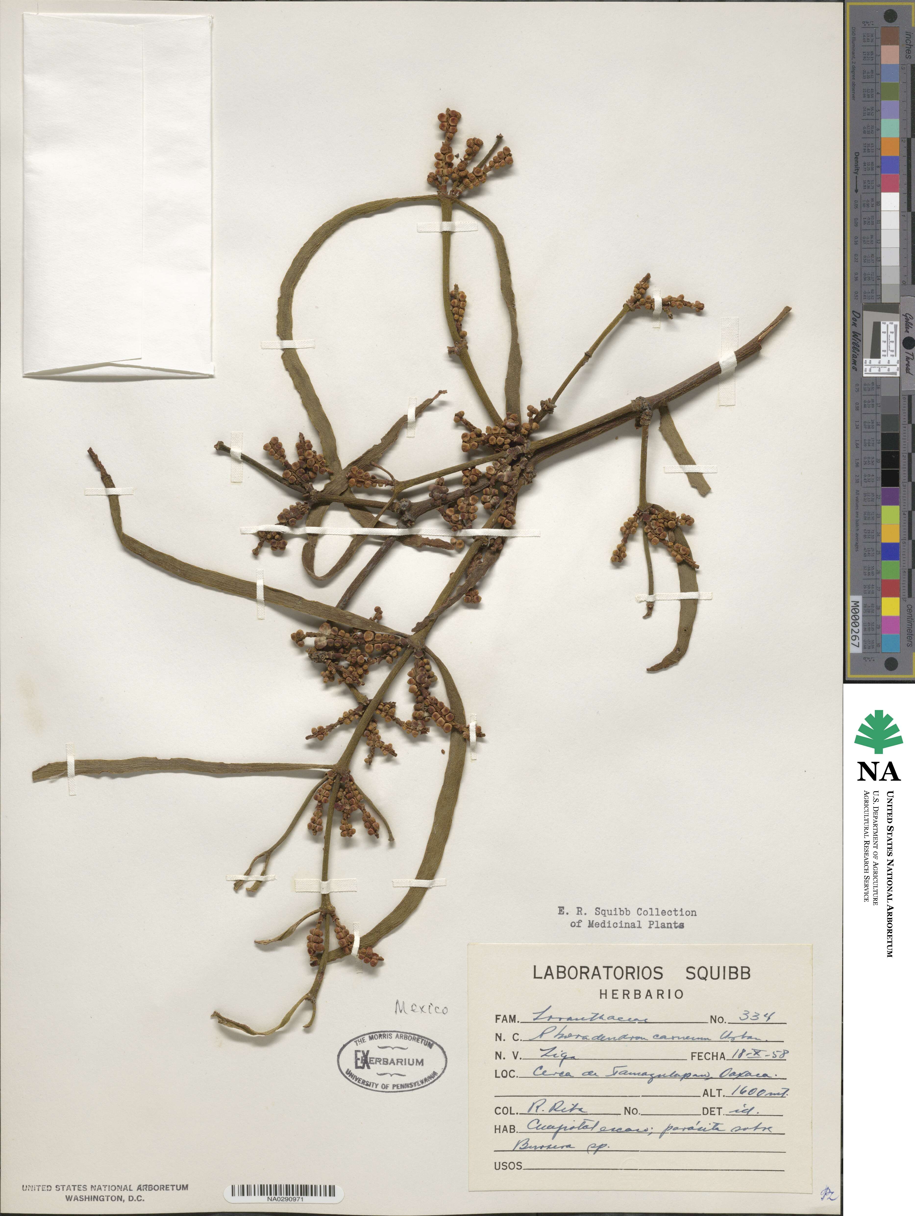 Phoradendron carneum image