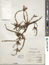 Phoradendron carneum image