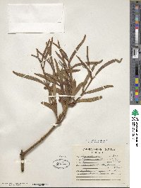 Phoradendron carneum image