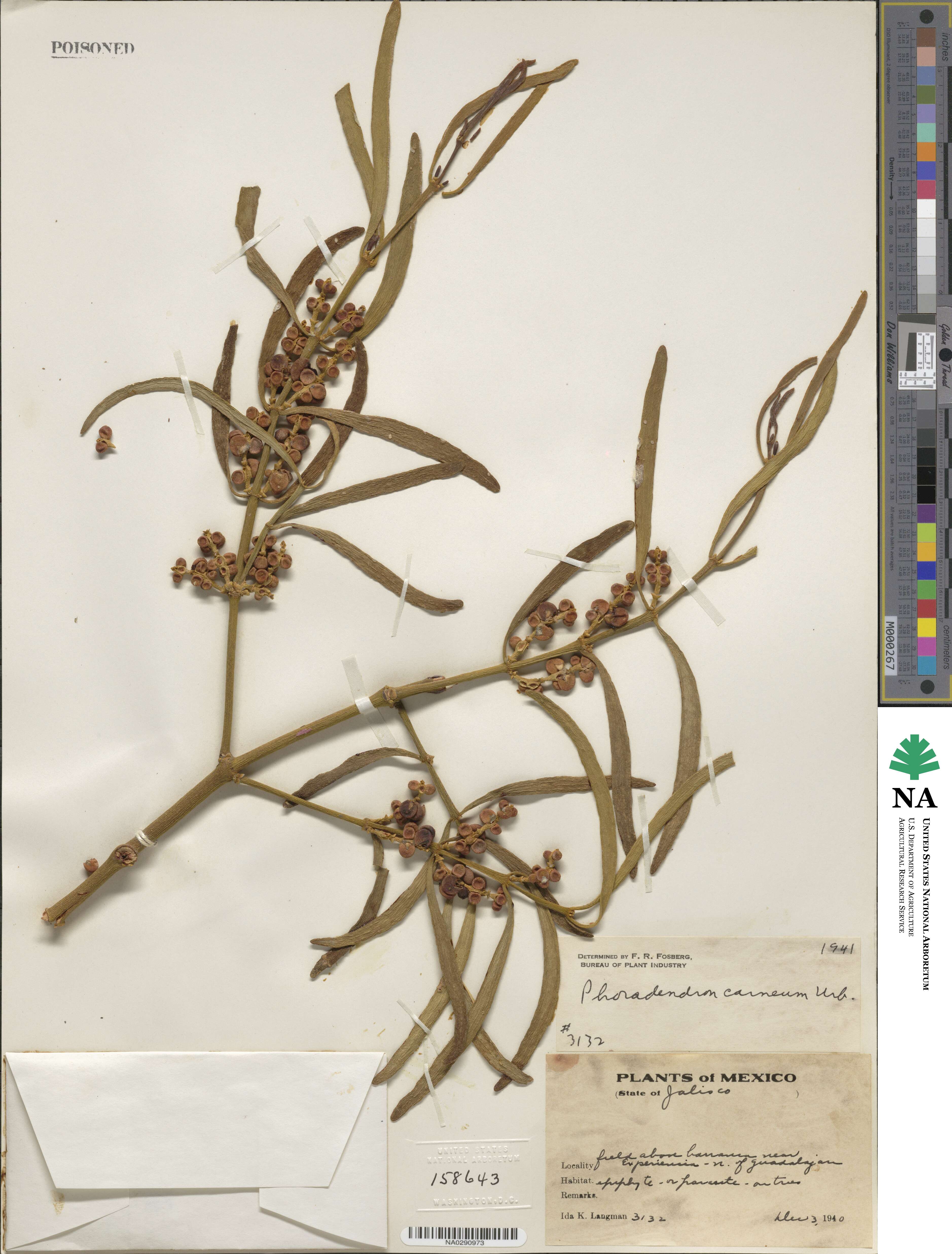 Phoradendron carneum image