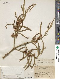 Phoradendron carneum image