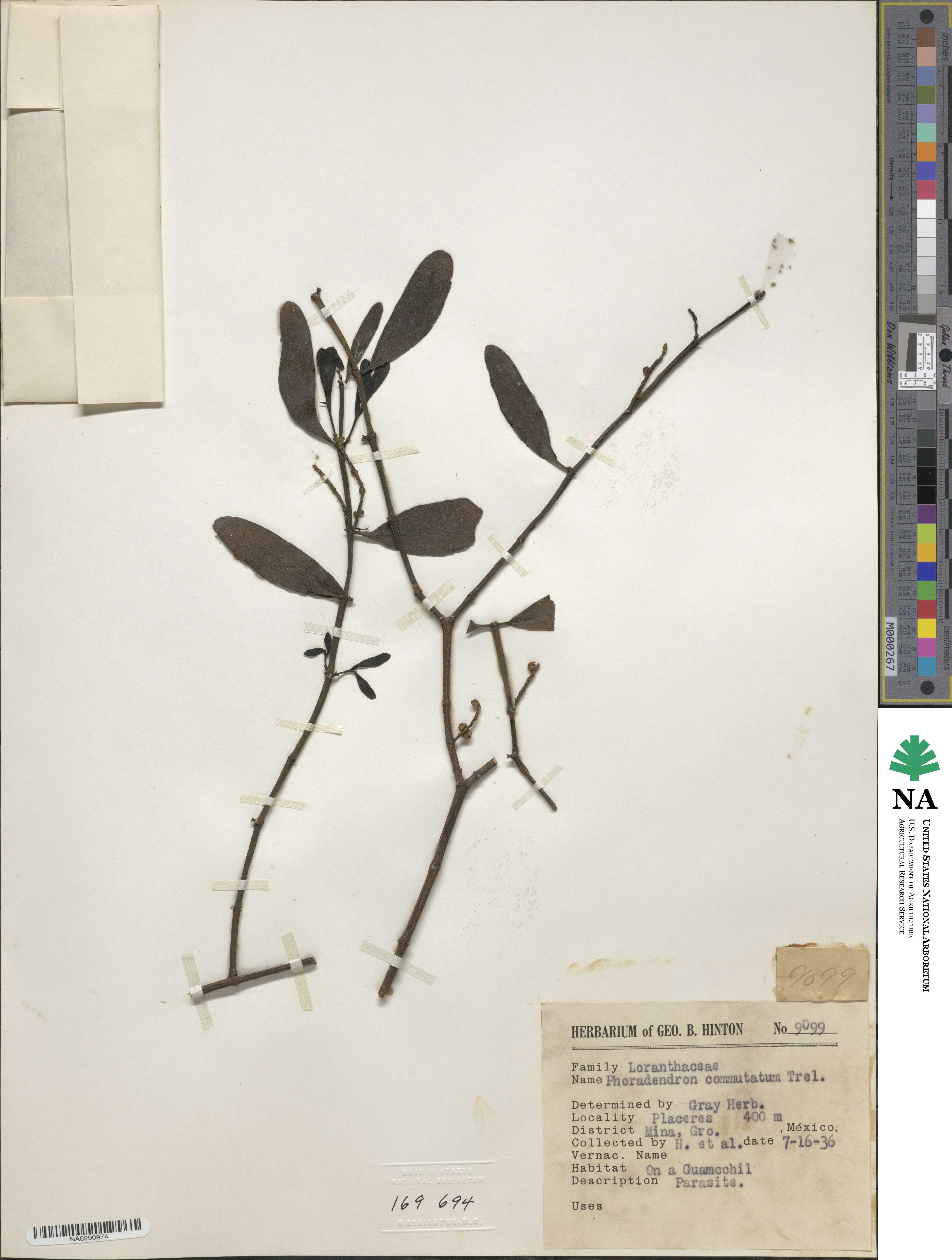 Phoradendron quadrangulare image