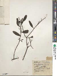 Phoradendron quadrangulare image