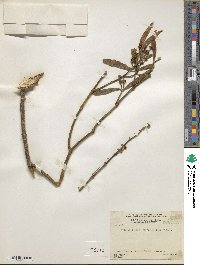 Image of Phoradendron corynarthron