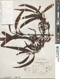 Phoradendron forestierae image