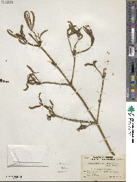 Phoradendron forestierae image