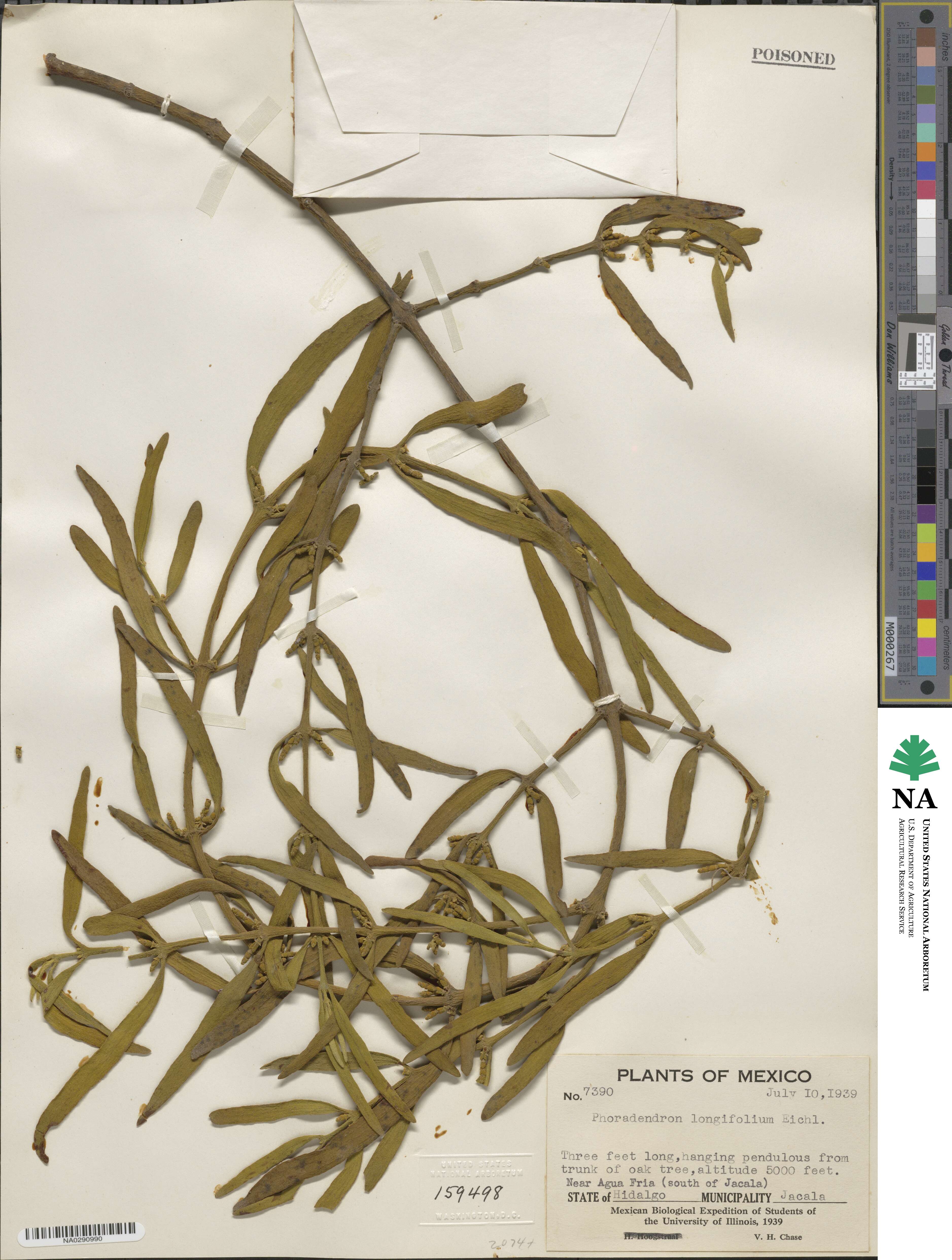 Phoradendron longifolium image