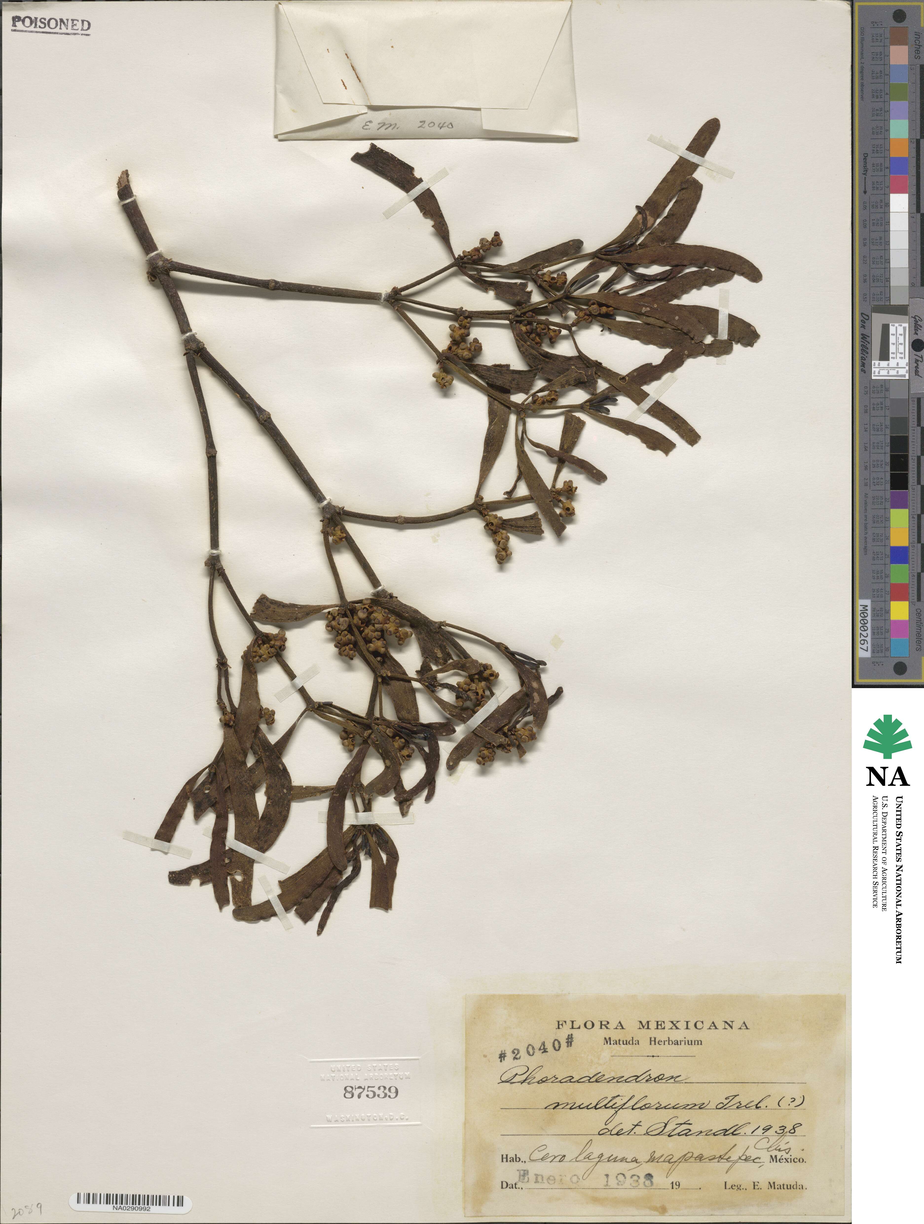 Phoradendron tonduzii image