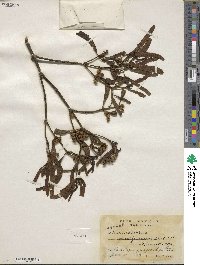 Image of Phoradendron tonduzii