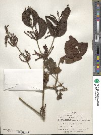 Phoradendron piperoides image