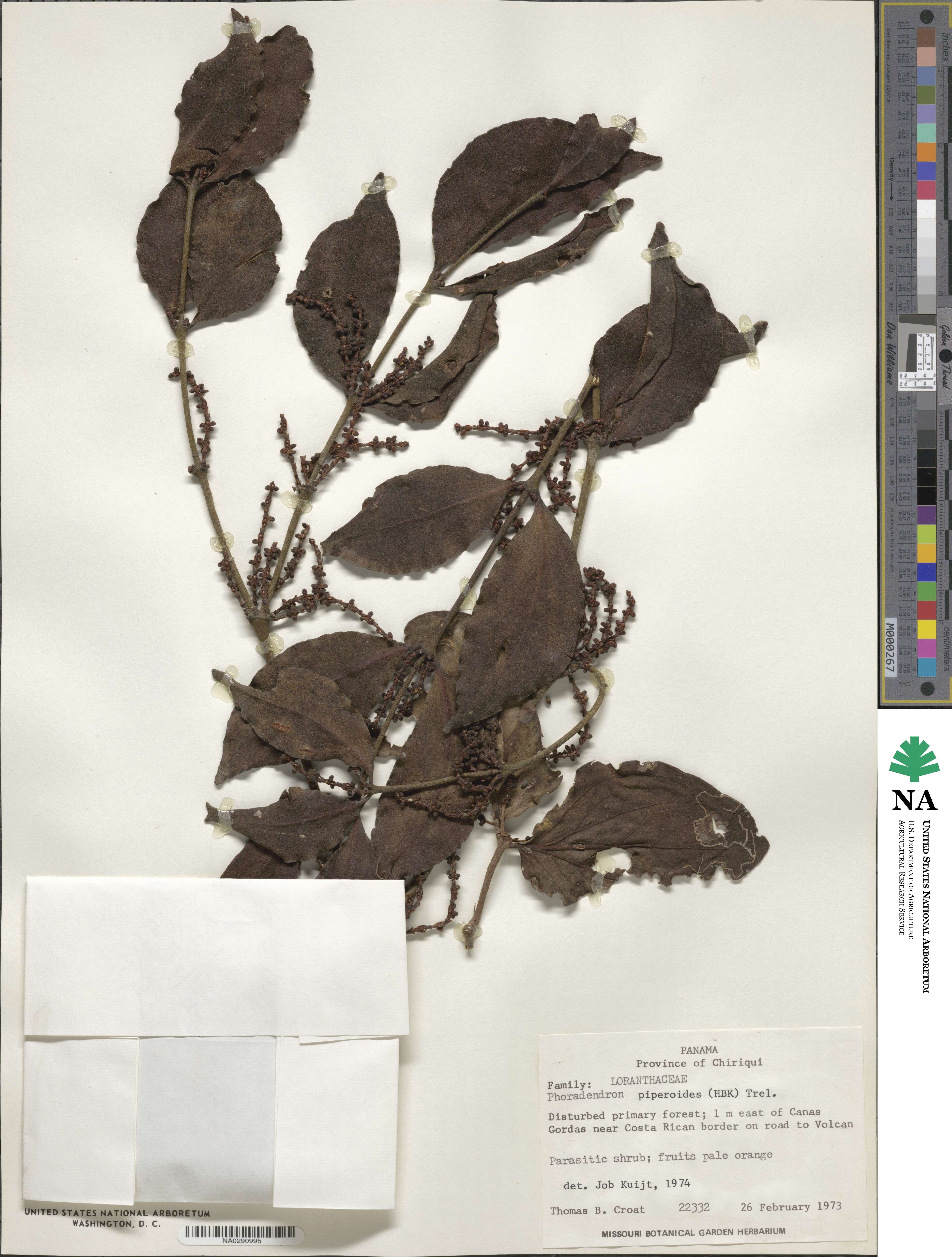 Phoradendron piperoides image