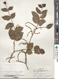 Phoradendron piperoides image