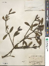 Phoradendron nervosum image