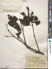 Phoradendron nervosum image