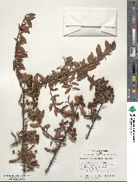 Pyracantha coccinea image