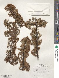 Pyracantha coccinea image