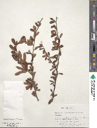 Pyracantha fortuneana image