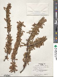 Pyracantha fortuneana image