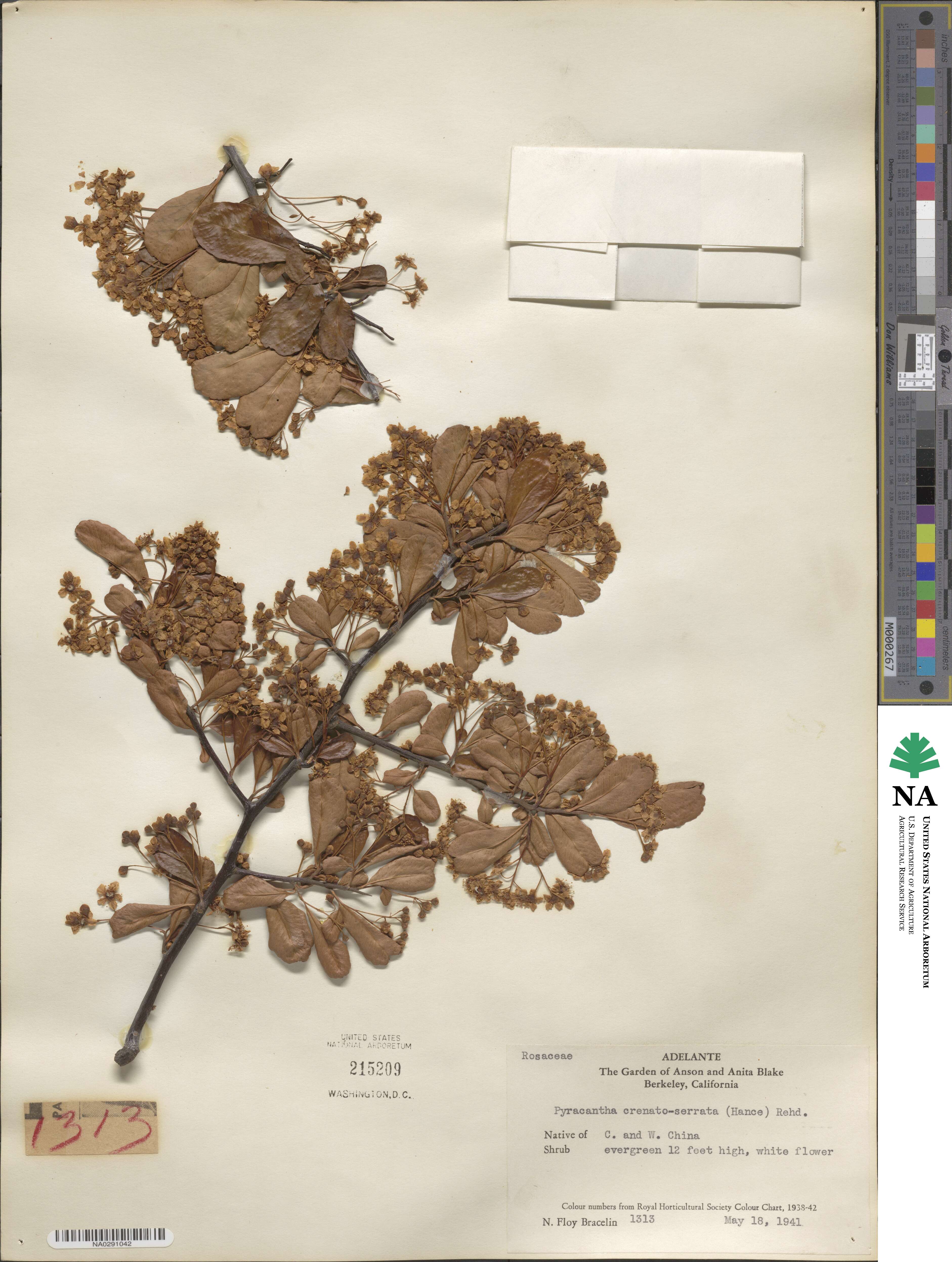 Pyracantha fortuneana image