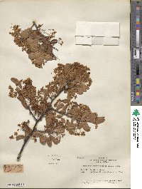 Pyracantha fortuneana image