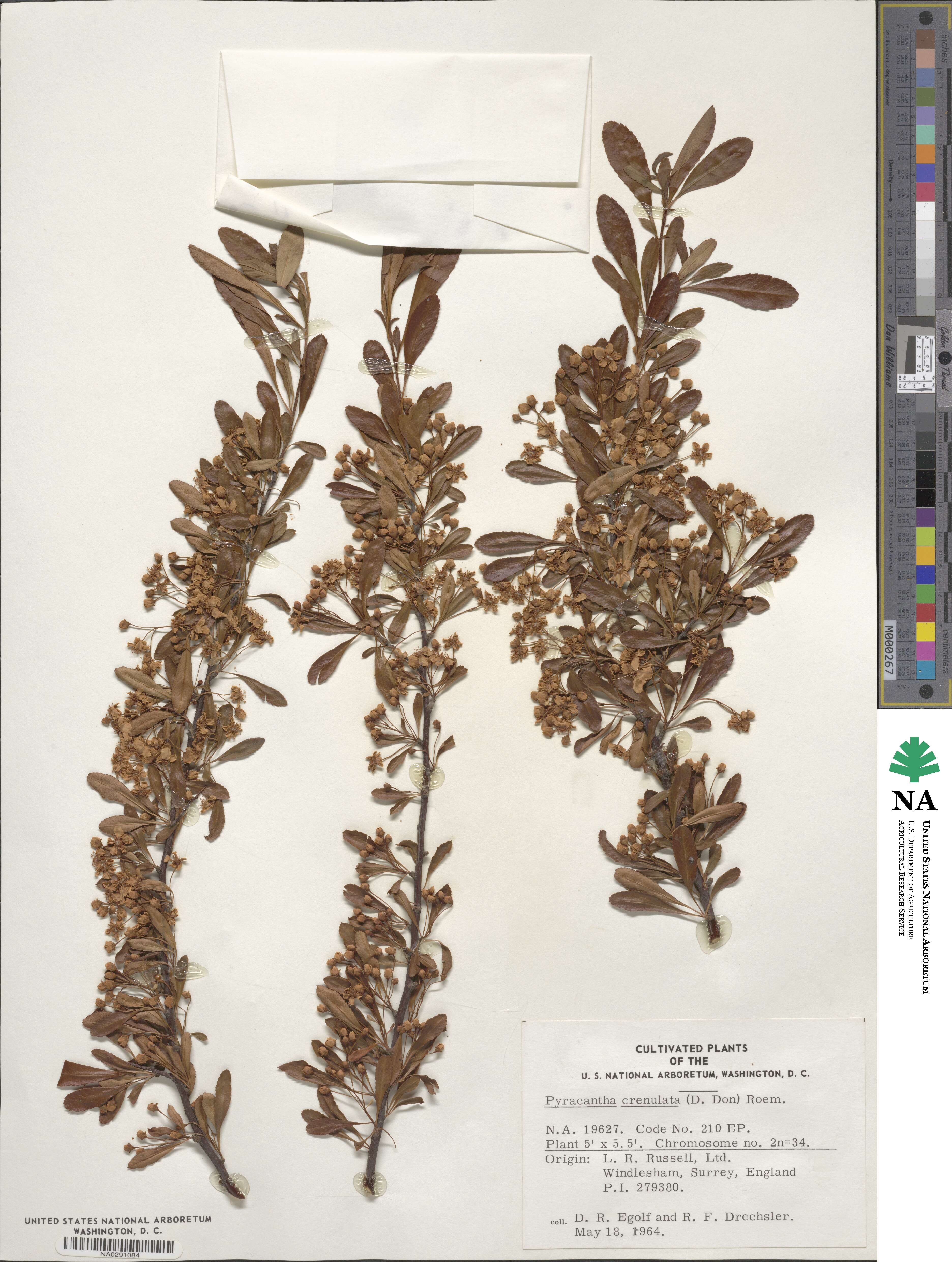 Pyracantha image