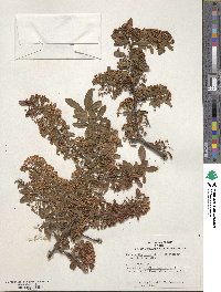 Pyracantha crenulata image