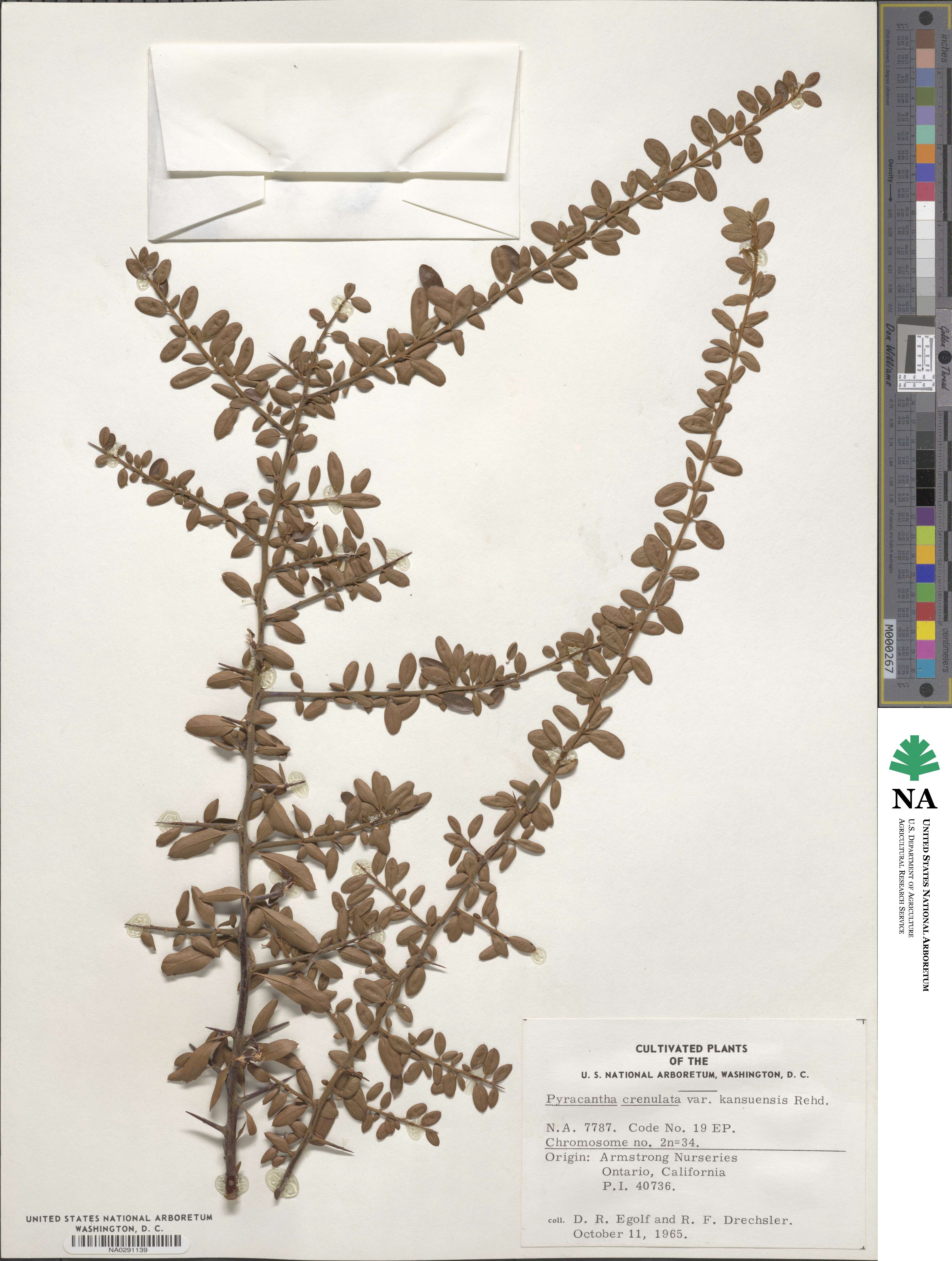 Pyracantha crenulata image