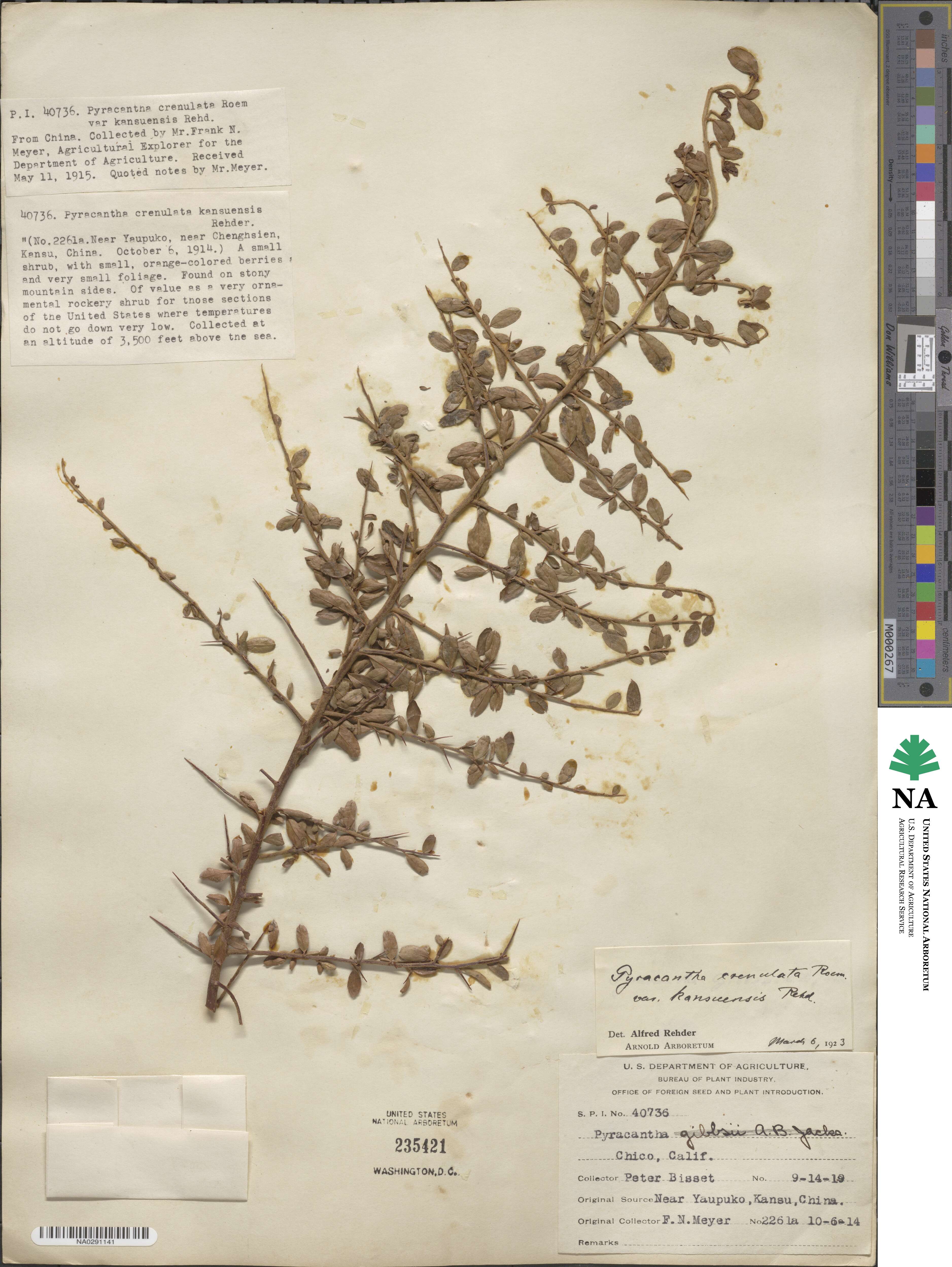 Pyracantha crenulata image