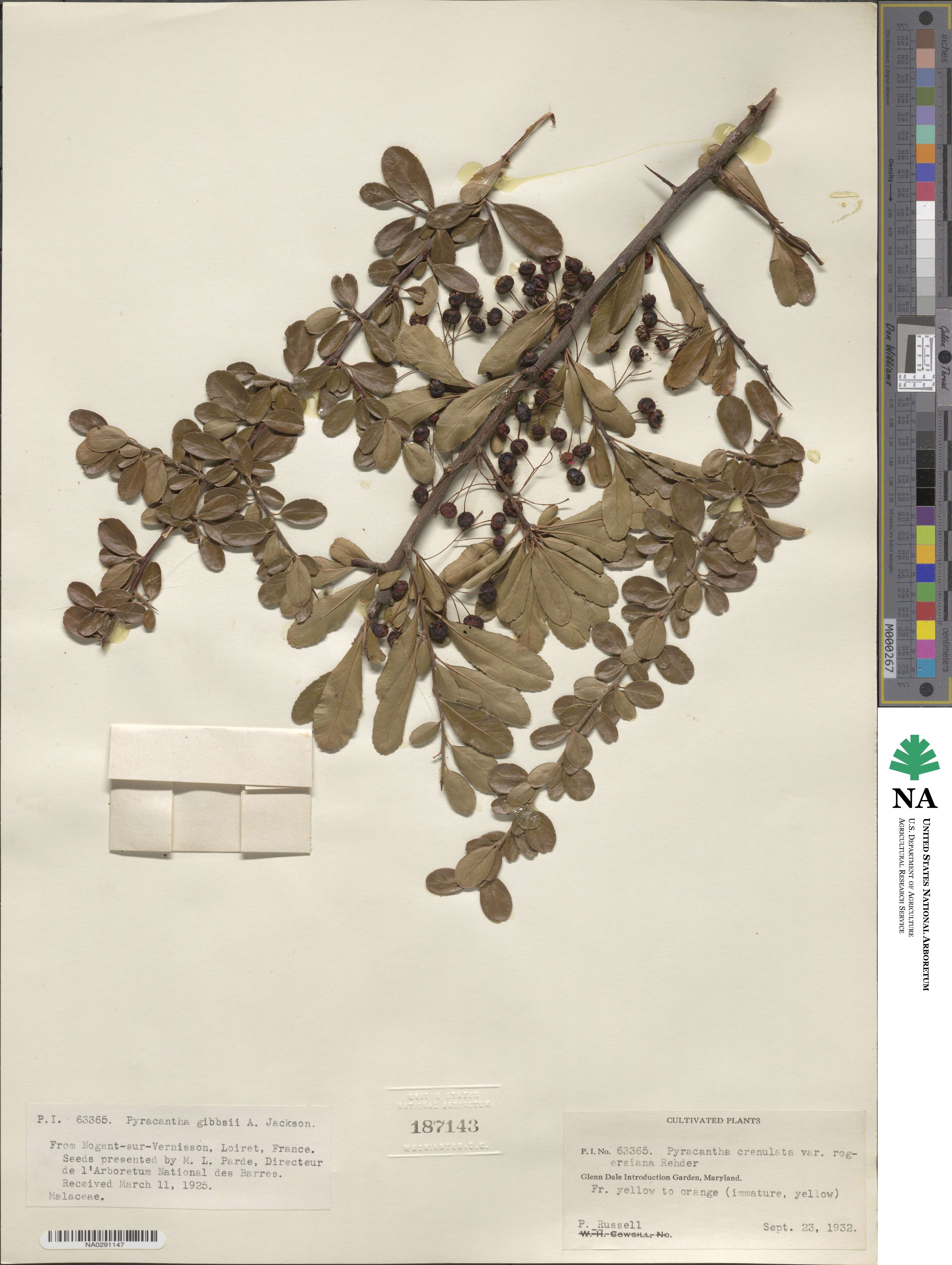 Pyracantha crenulata image